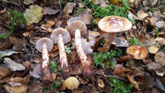 Cortinarius indolicus