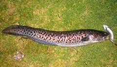 Genypterus tigerinus