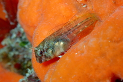 Tasmanian Blenny photo 3