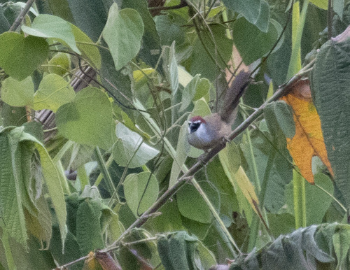 Chestnut-capped Babbler (Timalia pileata), photo 7