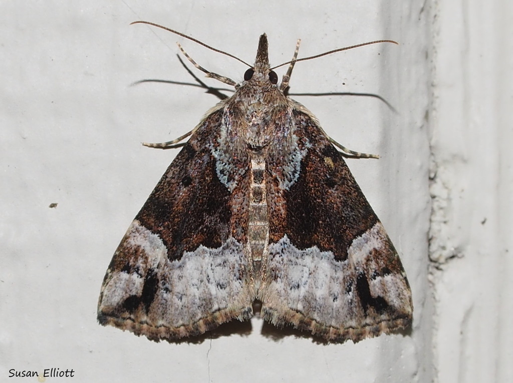 Mottled Snout