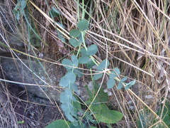Gingidia grisea