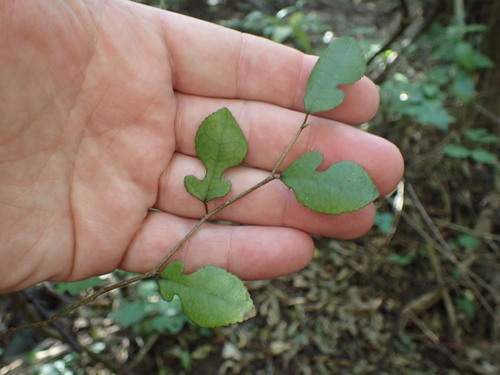 Large-leaved milk tree (Paratrophis banksii)