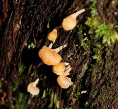 Panellus ligulatus