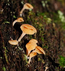 Panellus ligulatus