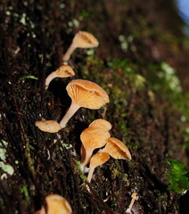 Panellus ligulatus