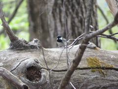 Periparus ater