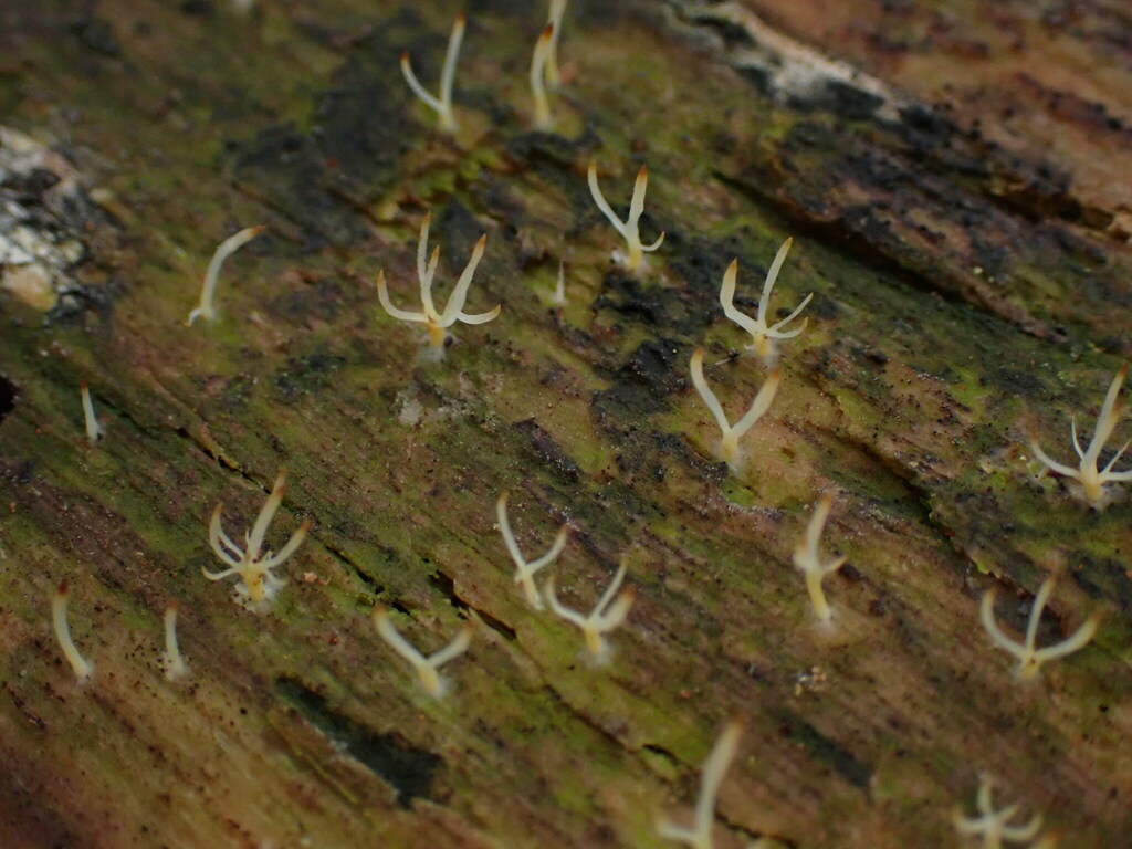 Multiclavula samuelsii