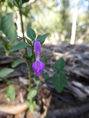 Dicliptera quintasii