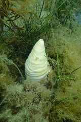 Paracaudina bacillis