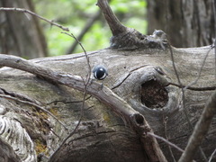 Periparus ater