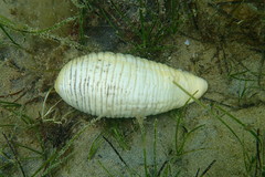 Paracaudina bacillis