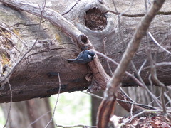 Periparus ater