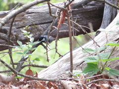 Periparus ater