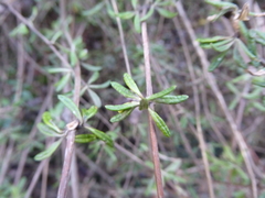 Olearia bullata