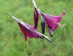 Dierama latifolium