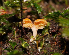 Panellus ligulatus