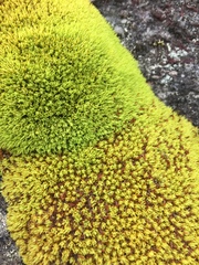 Crossidium spiralifolium