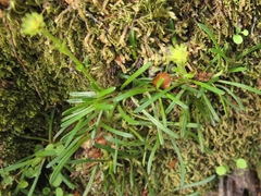 Abrotanella linearis