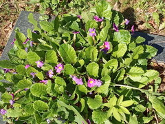 Primula vulgaris rubra