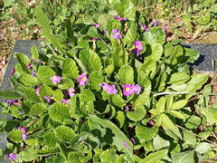 Primula vulgaris rubra
