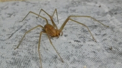 Loxosceles rufescens