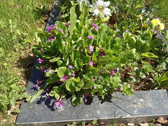 Primula vulgaris rubra