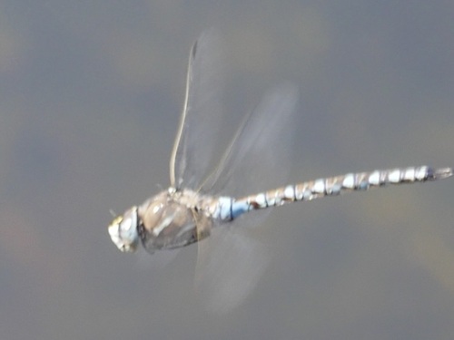 iNaturalist observation photo of California Darner