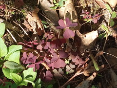 Oxalis stricta rufa