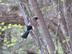 Garrulus glandarius japonicus
