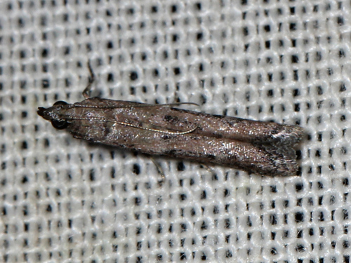 Pyralidae