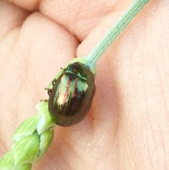 Chrysolina americana