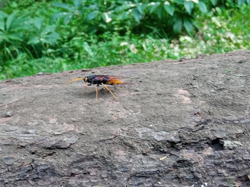 pílovka veľká (Urocerus gigas)