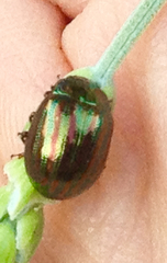 Chrysolina americana