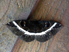 Erebus terminitincta