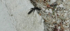 Embioptera