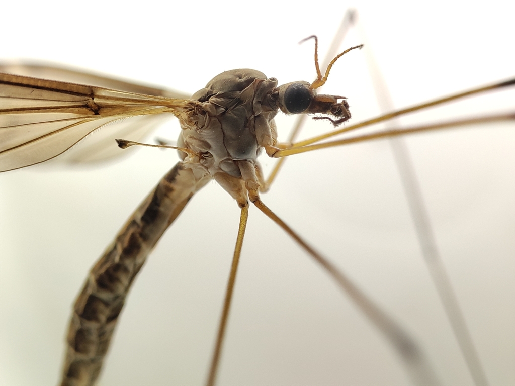 Tipula latemarginata from Beijing, Beijing, CN on June 8, 2024 at 10:13 ...