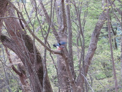 Garrulus glandarius japonicus