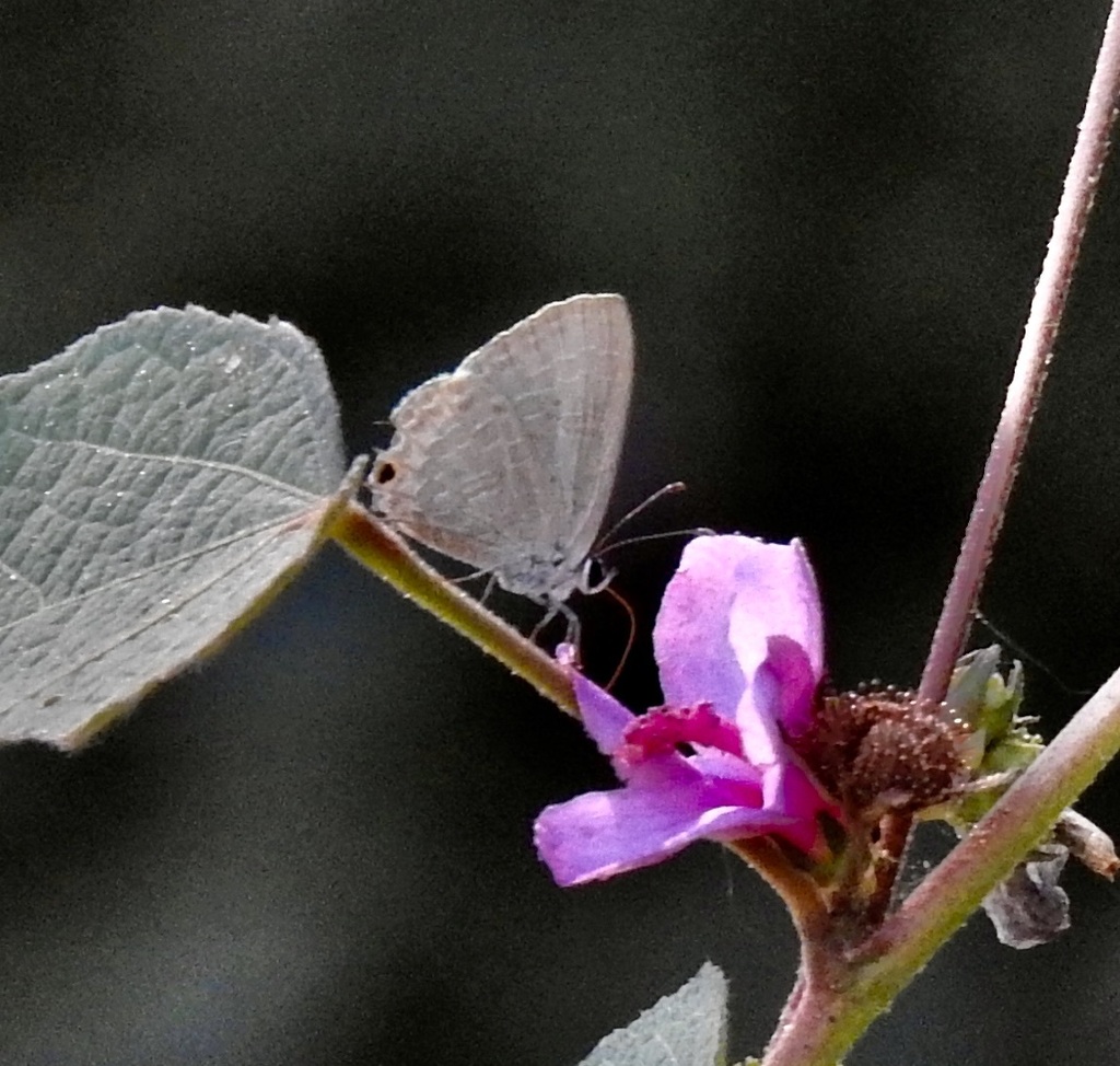 Purple Cerulean from Cairns QLD, Australia on June 8, 2024 at 12:08 PM ...