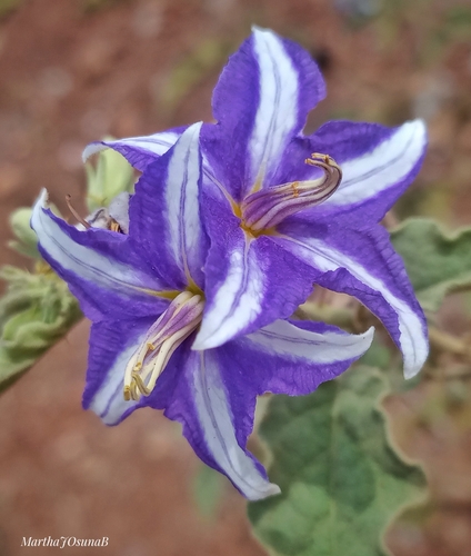 Sierra Madre nightshade