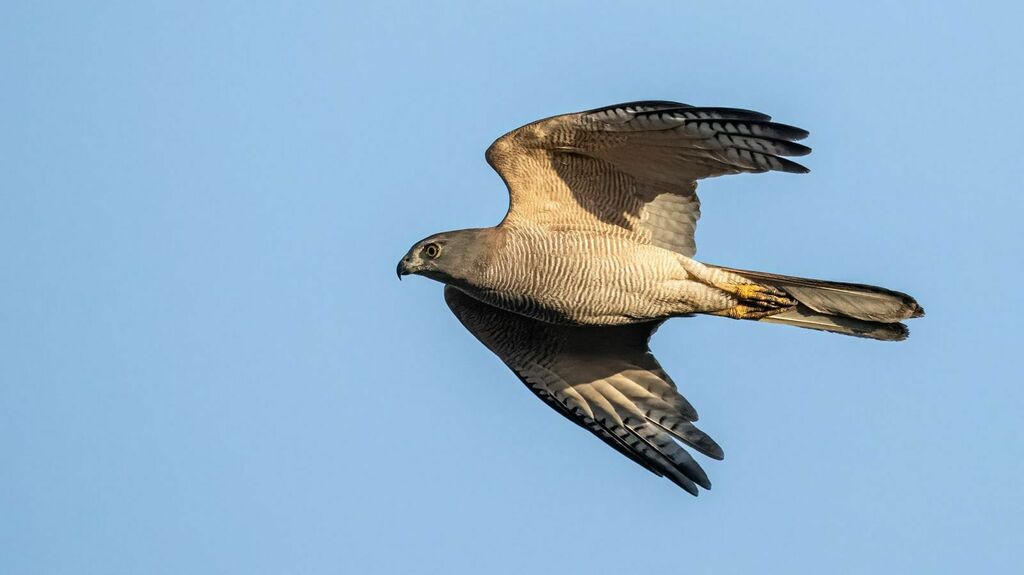 Paleotropical and Australasian Accipiters