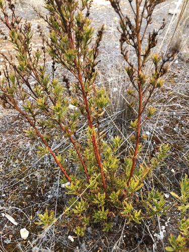 Haloragis acutangula observed 2024-06-08
