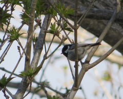 Periparus ater