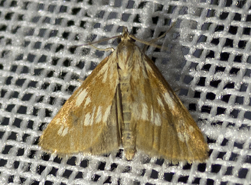 Epascestria pustulalis