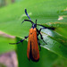 Lycid-mimicking Moth - Photo (c) Jeannie, some rights reserved (CC BY-NC), uploaded by Jeannie