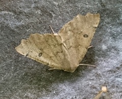 Odontopera bidentata