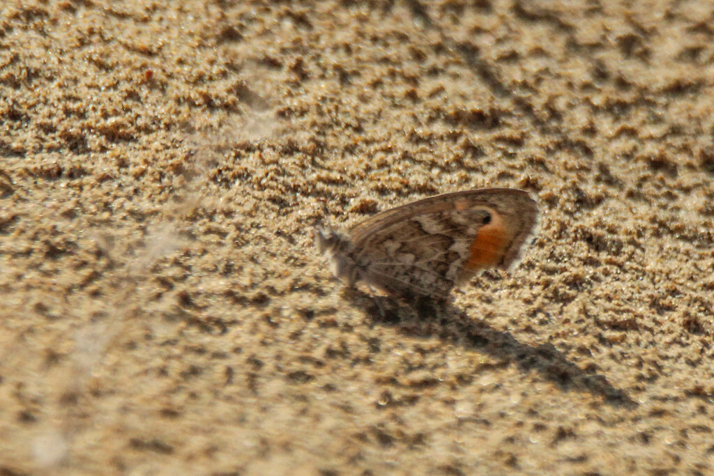 Hyponephele huebneri