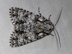 Acronicta marmorata