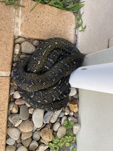 Diamond Python sighting