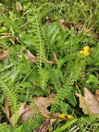 Common Yarrow